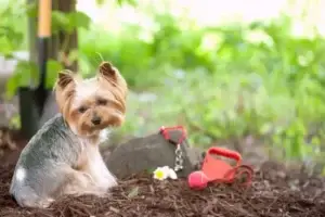 petBurial