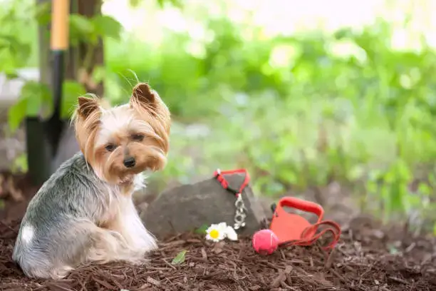 petBurial